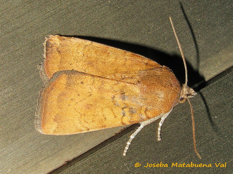 Noctua interjecta - Noctuidae